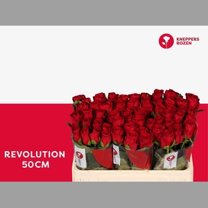R GR REVOLUTION