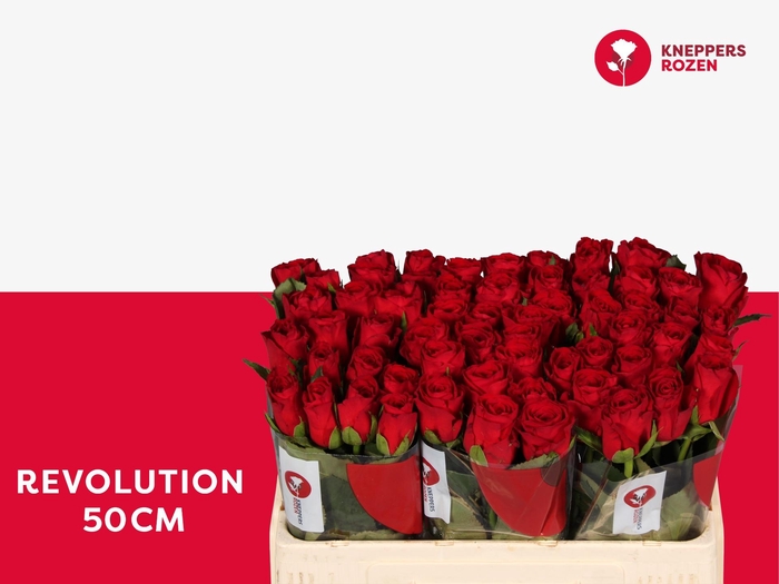 <h4>R GR REVOLUTION</h4>