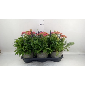 Vaste pltn   ...mix in pot [Perenni