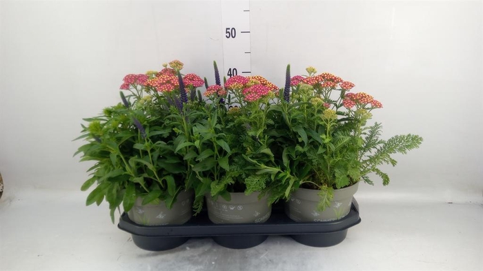 <h4>Vaste pltn   ...mix in pot [Perenni</h4>