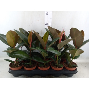 Ficus elastica 'Robusta'