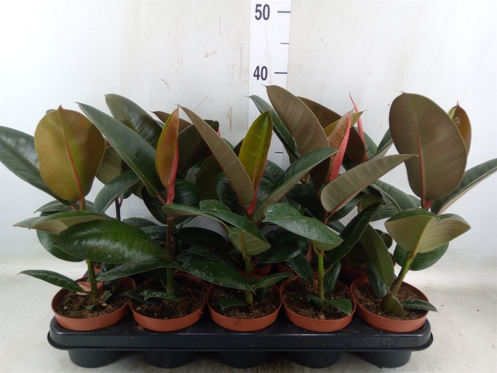 <h4>Ficus elastica 'Robusta'</h4>