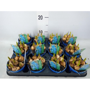 Muscari  'Magic Blue'