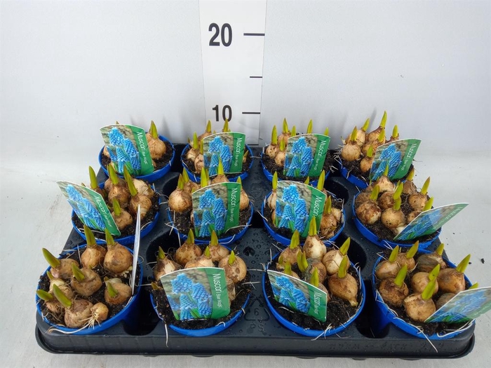 <h4>Muscari 'Magic Blue'</h4>