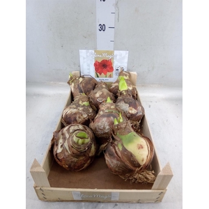 Hippeastrum   ...flowerbulbs