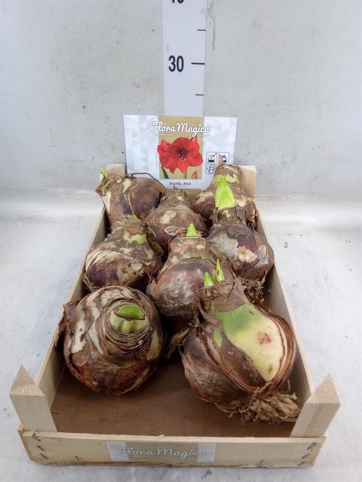 <h4>Hippeastrum   ...flowerbulbs</h4>