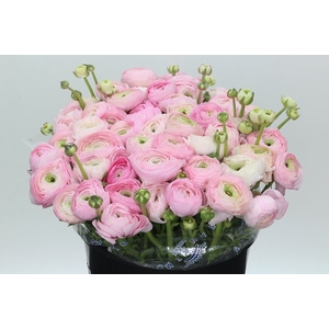 Ranunculus Clooney Polka Super