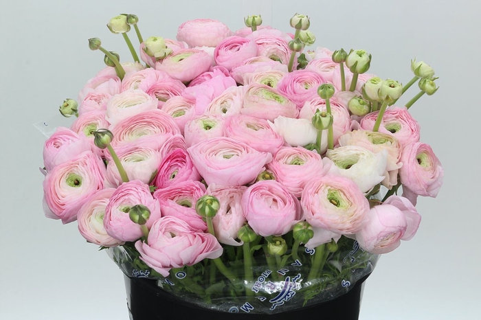 Ranunculus Clooney Polka Super