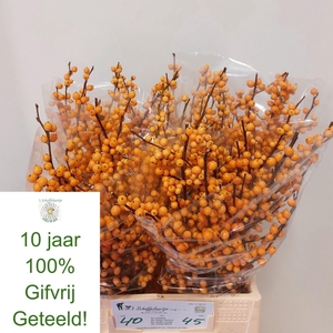 ILEX VE GOLD VERBOOM