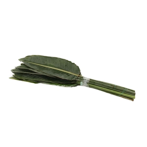 Strelitzia Blad 80