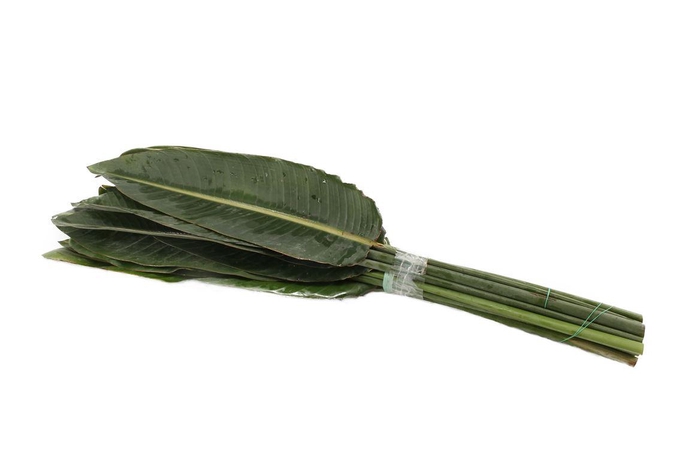 <h4>Strelitzia Blad 80</h4>