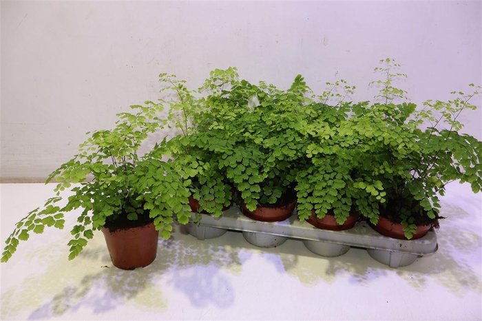 <h4>Adian Rad Fragrans</h4>