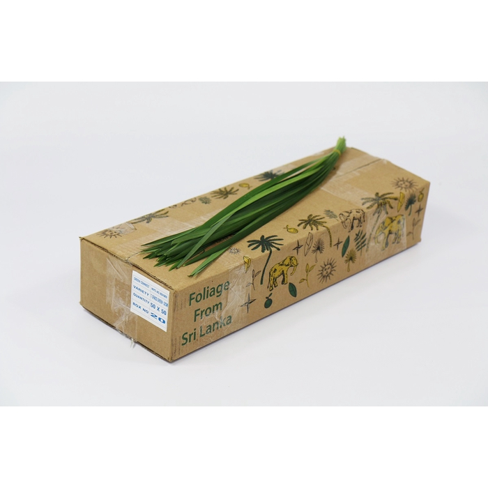 <h4>T-Grass Green</h4>