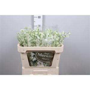 Delph Du Dewi Impress White