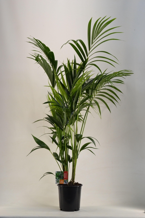 <h4>KENTIA - P24 H170 - 6PP (Howea forsteriana)</h4>