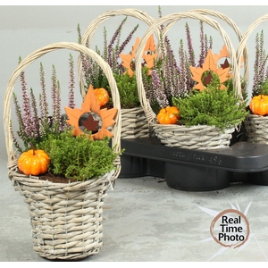 ARR TUINPLANTEN