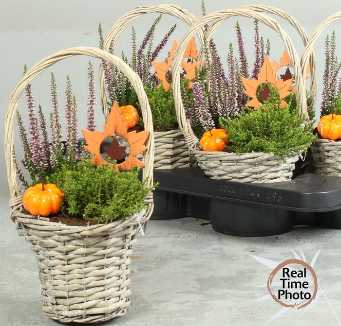 <h4>ARR TUINPLANTEN</h4>