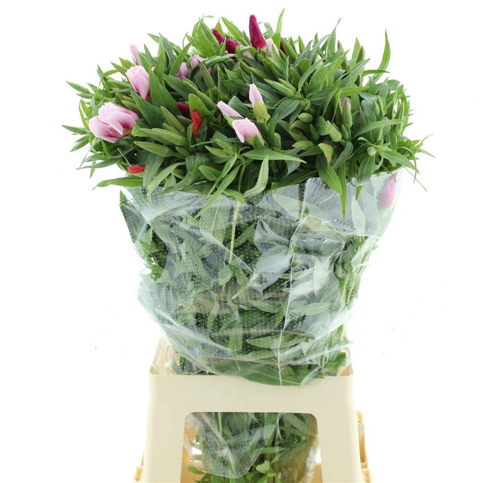 <h4>CLARKIA AM GEM IN BS</h4>