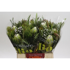 BQ Protea White Pride Carousel