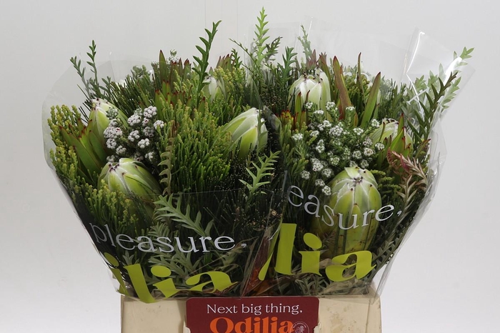 <h4>BQ Protea White Pride Carousel</h4>