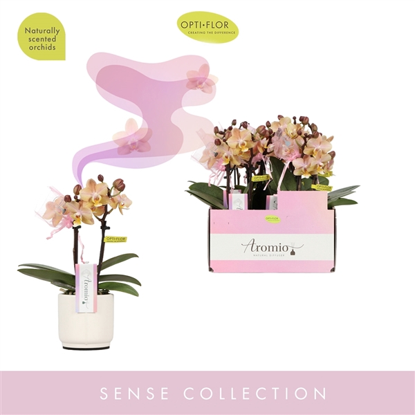 <h4>Aromio Honey 2 spike in Lazio White</h4>