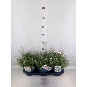 Rhodanthemum  'Casablanca'