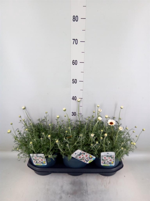 <h4>Rhodanthemum  'Casablanca'</h4>