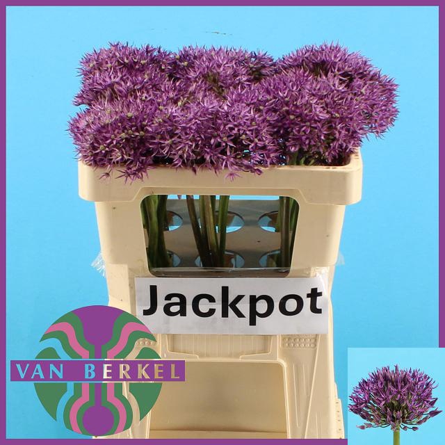 <h4>ALLIUM JACKPOT</h4>