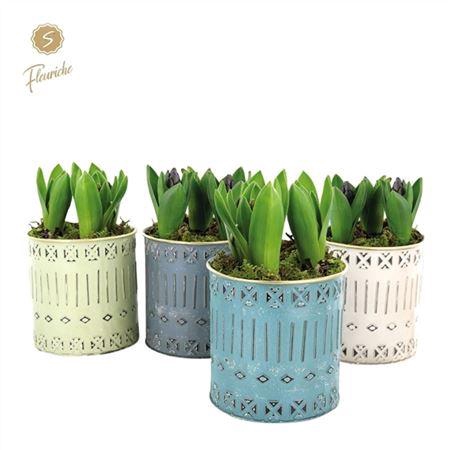 <h4>Hyacinth Mix 3706 Pandora 3pp</h4>