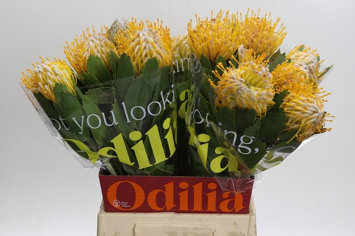 <h4>Nutans Joti</h4>