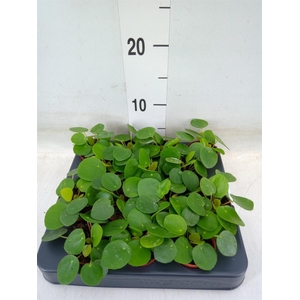 Pilea peperomioides