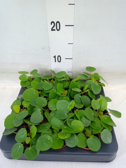<h4>Pilea peperomioides</h4>
