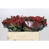 Hypericum True Romance
