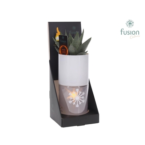 Glas tube Led planter groot met Haworthia