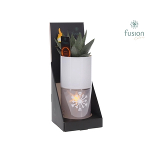 Glas tube Led planter groot met Haworthia