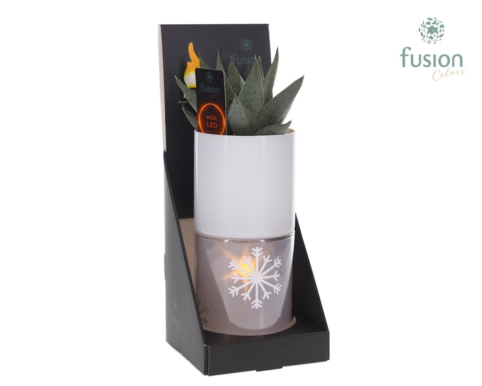 <h4>Glas tube Led planter groot met Haworthia</h4>