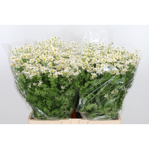 Tanacetum Pa Single Vegmo