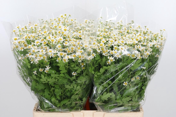 <h4>Tanacetum Pa Single Vegmo</h4>