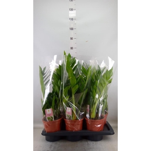 Zamioculcas zamiifolia 'Pixie'