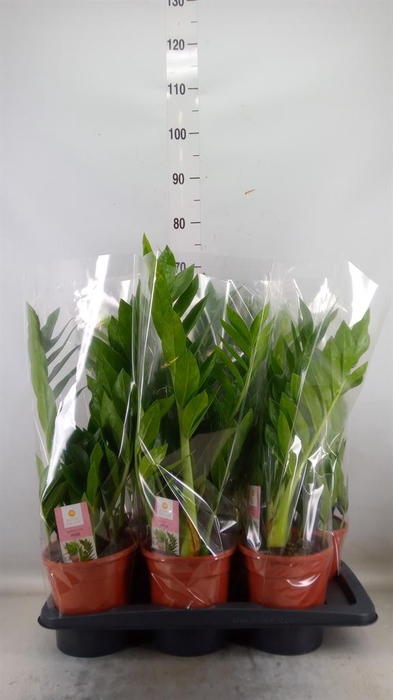 <h4>Zamioculcas zamiifolia 'Pixie'</h4>