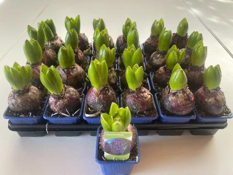 <h4>HYACIN DELFT BLUE</h4>