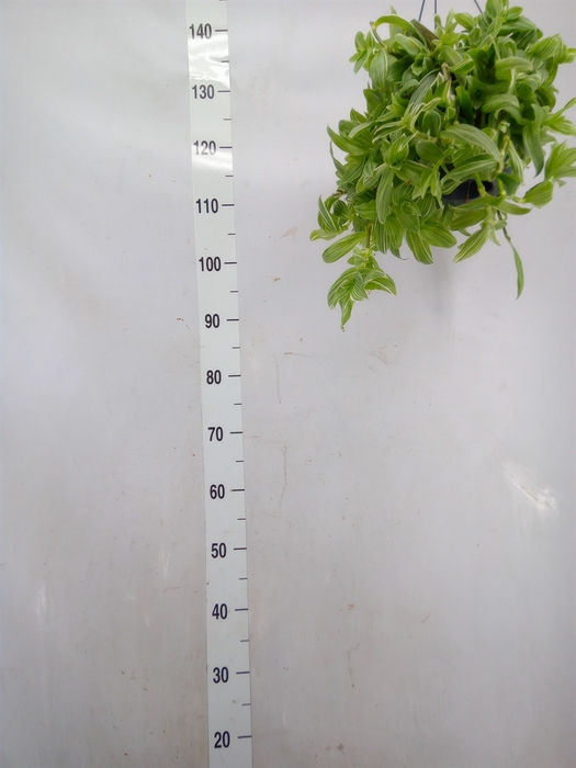 <h4>Tradescantia albif. 'Albovittata'</h4>