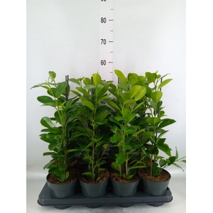 Ficus microcarpa 'Moclame'