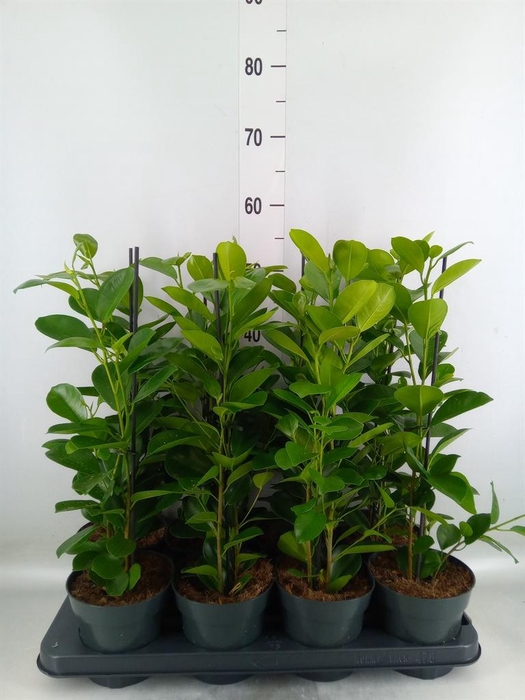 <h4>Ficus microcarpa 'Moclame'</h4>