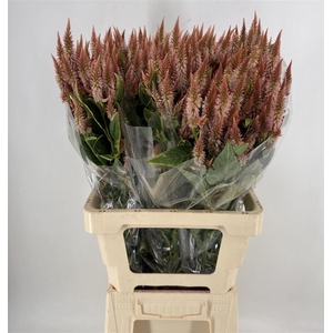 CELOSIA CELWAY SALMON