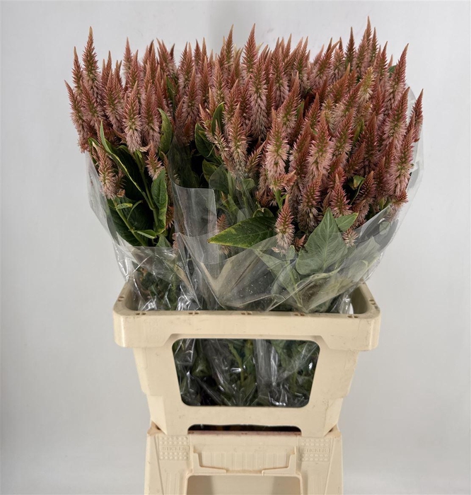 <h4>CELOSIA CELWAY SALMON</h4>
