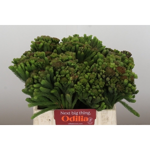 Kaaps Groen Albigreen
