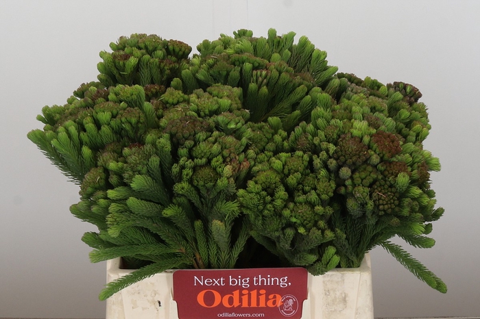 Kaaps Groen Albigreen