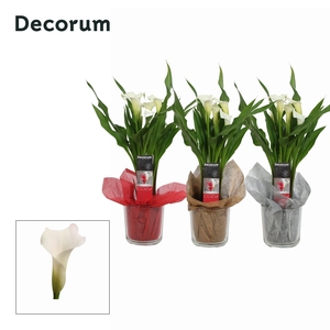 Zantedeschia (Calla) Wit in Claudia Glas KERST (Decorum)