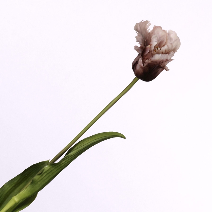 <h4>Tulip Parrot Mauve FL440259MAU</h4>